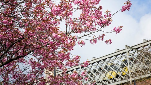 Blossom in Manchester